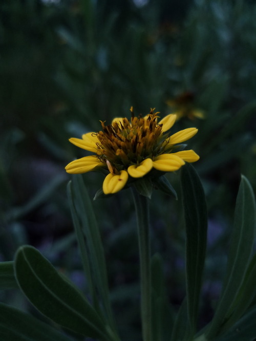 violentsobs: fungus and flowers !