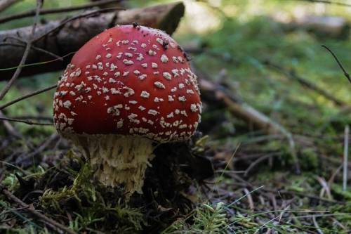 Rød fluesvamp Lat: Amanita muscaria Please help me collect your local name for this mushroom.