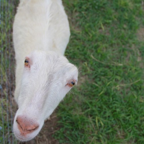 April . #goats #lamancha #goatfarm #goatlife #farmlife #serenityacresfarm (at Serenity Acres Farm an