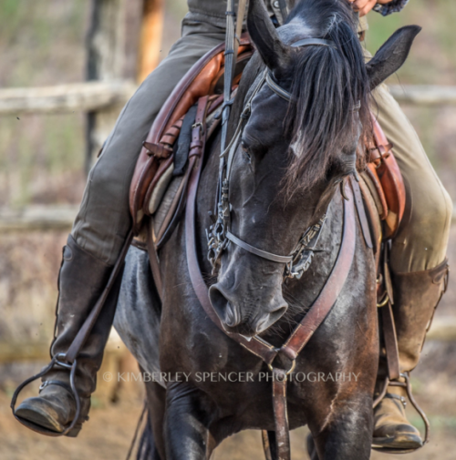 (3) Kimberley Spencer is an artist showcasing horses and people. Her outstanding work offers various