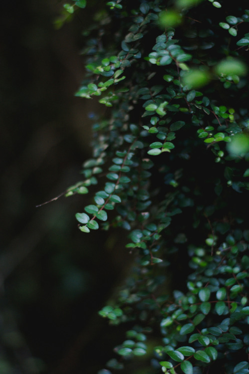 photographybywiebke:Tiny leaves in a big forest