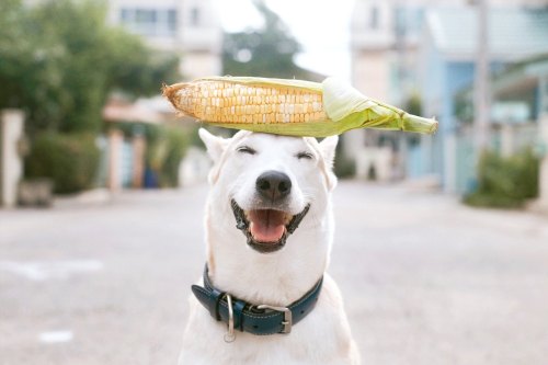 gluta - My corn and my smileIG - Glutadog FB - GlutaStory