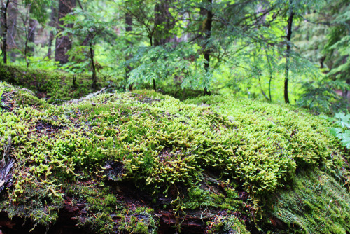 bright-witch: Marked - June 2016Pacific Northwest photography © Michelle Nicole.My Blog//My Fli