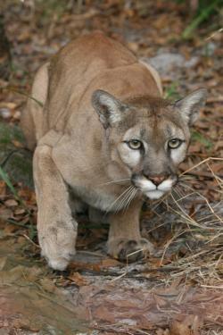 rhamphotheca:  Happy Birthday to Tobi the Puma (Puma concolor), at Big Cat Rescue in Tampa, FL, USA, who turns 22 today! (aka Cougar, Mountain Lion, Catamount…) http://bigcatrescue.org/tobi/  This cougar is ready to pounce