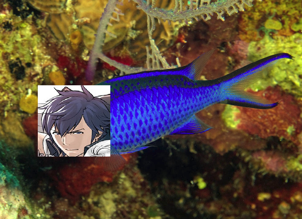 indigoidiot:  WHen i discovered the rare elusive chromis fish i went to town with
