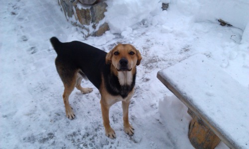 Typical day after blizzard.Only yard dog didnt give me get bored. 03/12/2013