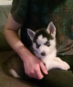 cute-overload:  Reddit meet my new husky Blue!http://cute-overload.tumblr.com