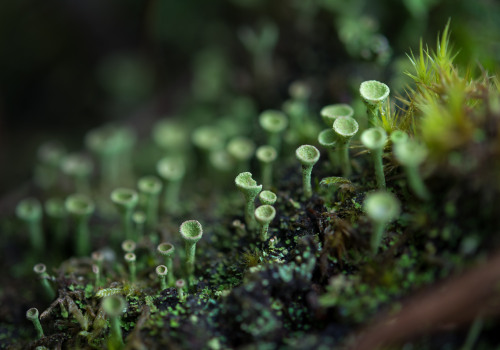 blooms-and-shrooms:  Green trumpets by Vincent Lagardère Via Flickr: Cladonia fimbriata - lichen 