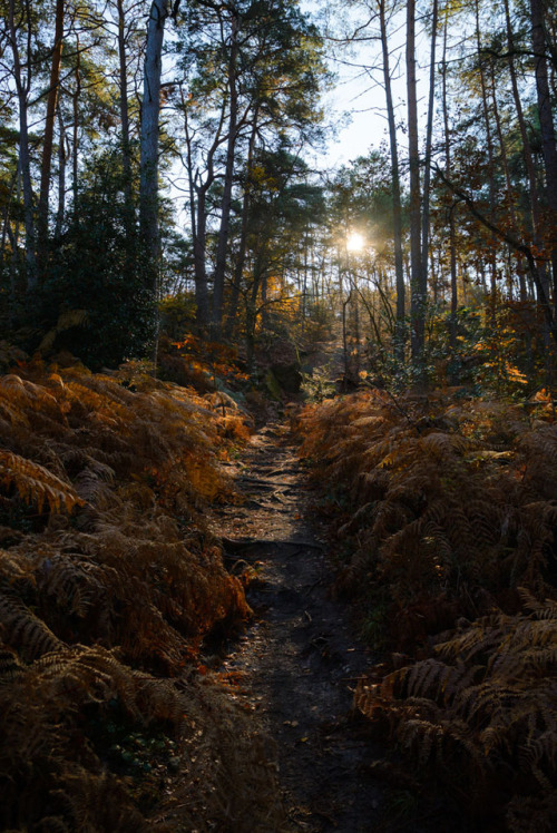 Forêt de Fontainebleau, secteur Franchard