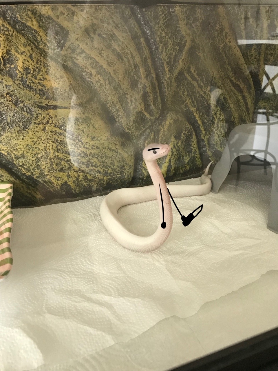 infected-mushrooms:  Sometimes….You just gotta draw arms on a snake….   Bonus!