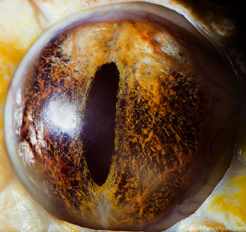 XXX fer1972:  Animal Eyes by Suren Manvelyan photo