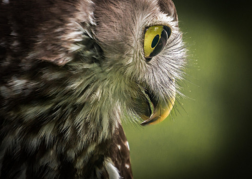 lensblr-network: Barking Owl by Mark Galer  (markgaler.tumblr.com)