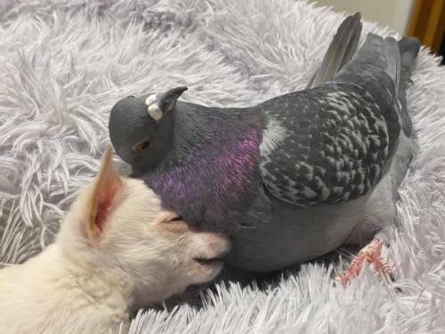 catsbeaversandducks: Pigeon that Can’t Fly and Special Needs Chihuahua Form Fast Friendship at New York Rescue The interspecies friends met at The Mia Foundation, a non-profit that helps pets with birth defects. Full story HERE 