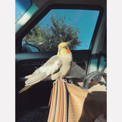 Sunday afternoon car ride#bird #birds #cockatiel #cockatiels #pet #pets #beau #dodo #babybird #cocka
