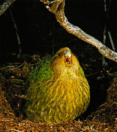 silverhawk:  silverhawk:   i GENUINELY would like you all to look at the kakapo, this BEAUTIFUl, gorgeous, outstanding, wonderful bird……. ….and who is sadly the butt of so many jokes in the bird community, because its the worlds only flightless