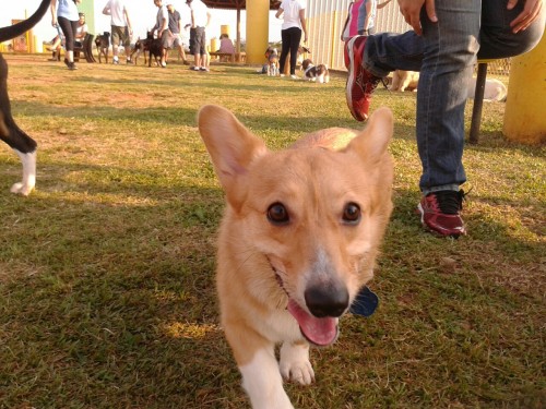 Puppy party at the dog park