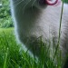 forestferalcat: