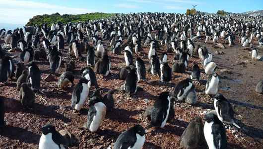 ‘Critter cam’ reveals secrets of penguin hunts     Videos, captured by cameras attached to the birds, reveal that penguins use shallow dives when going for fish, but plunge deep to capture krill.