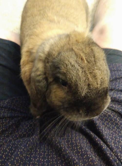 finleythefierce:fin being cute  the last few days :3 hes been extra sweet and kinda clingy since I g
