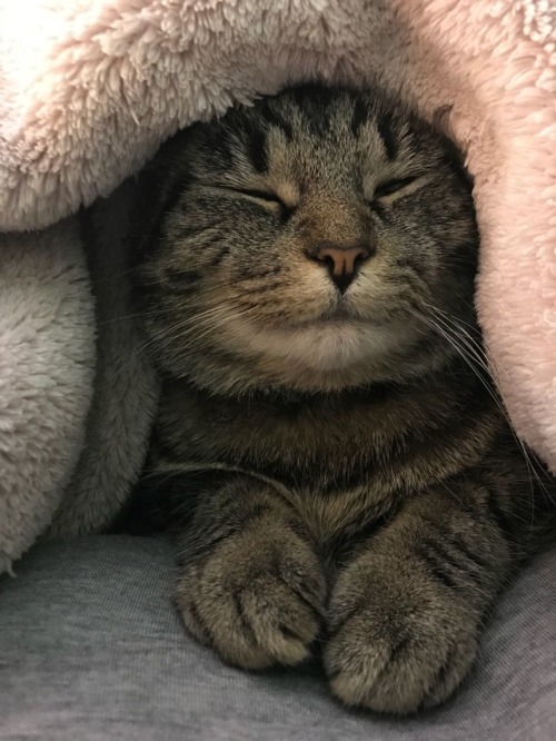 Under the blankets with mom where it’s nice and warm….