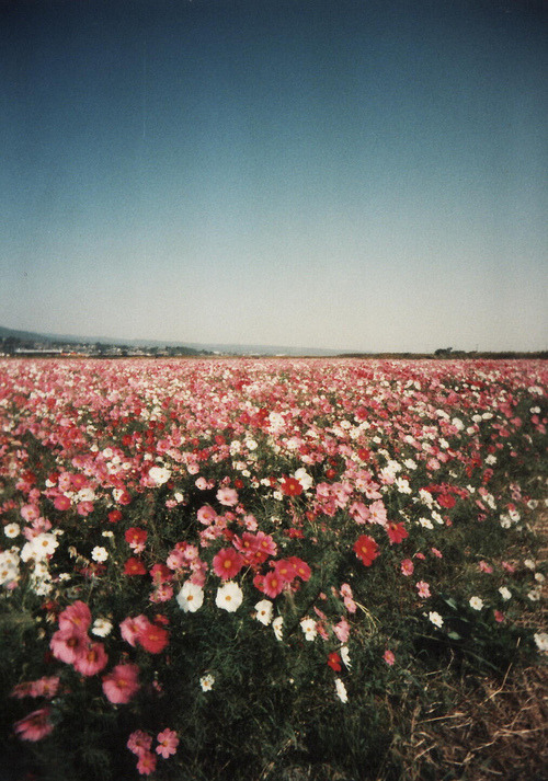 lovelightsupyourlife:  http://weheartit.com/entry/60638115/via/indiananas
