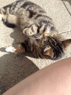 hayleyofparamore:  I found the sweetest stray cat so I sat on the floor with him and we became friends