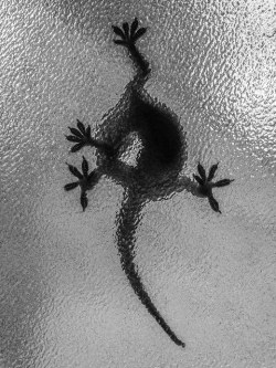 arqsa:  Gecko On Glass by siraf72 on Flickr.