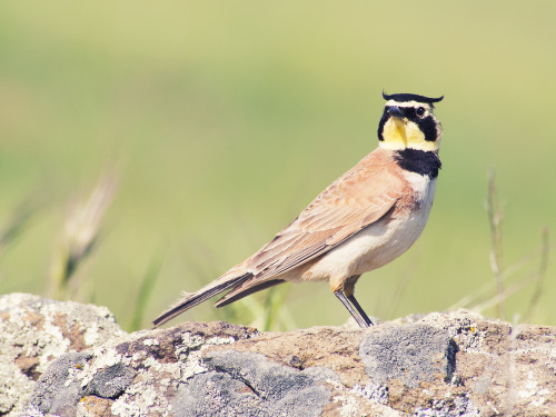 I&rsquo;ve always been interested in the Horned Lark, (Eremophila alpestris) since I first saw a