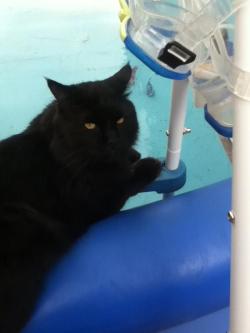 getoutoftherecat:  get out of there cat. that is a pool. full of water. you know, the shit you run from when i try to bathe you.