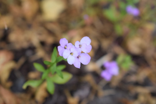 Cute Candytuft sprig