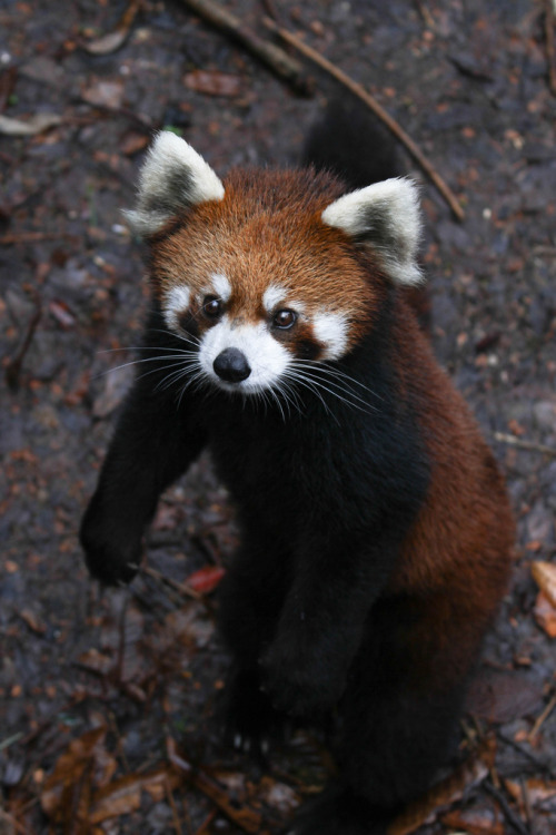 h4ilstorm:  Come Down Here and Say That (by Mark Dumont) 