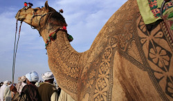 jagiv:  awkwardsituationist:  the indian city of bikaner host an annual camel festival in january. the designs are the results of trimming and dying the camel hair. photos steve hoge and osakabe yasuo   Pimp my hide. 