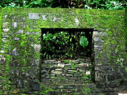 venus-garden:  monumental wall of moss (Las Pozas, Xilitla)flickr / facebook