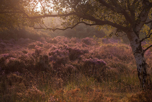 Wuthering by jellyfire on Flickr.