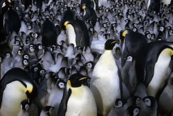 natgeofound:  Emperor penguin chicks huddle