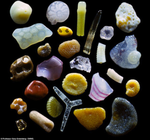 mothernaturenetwork: What’s in a grain of sand? A whole lot more than you thinkPhotographer and scie