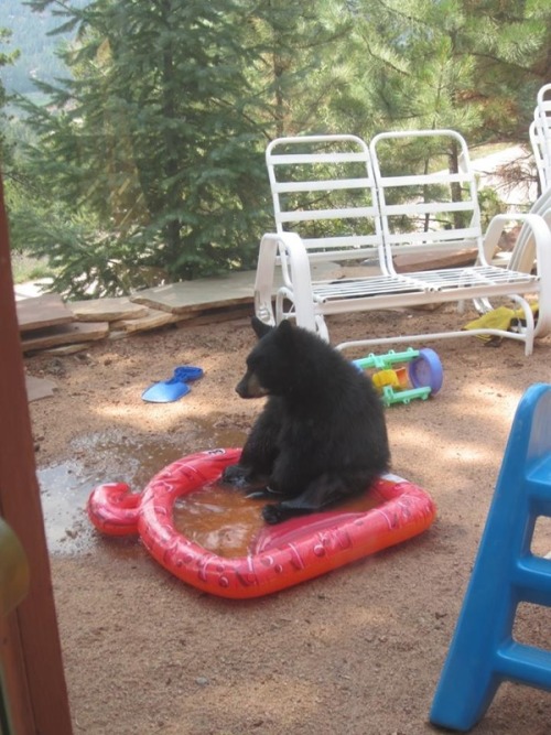 radicalmuscle: captnblackbeard: unamusedsloth: So many things to ponder in bear life. To bother, or 