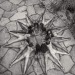 angi-one: