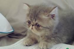 beanietheexotic:  Found this kitten picture of Beanie while going through old photos :) 