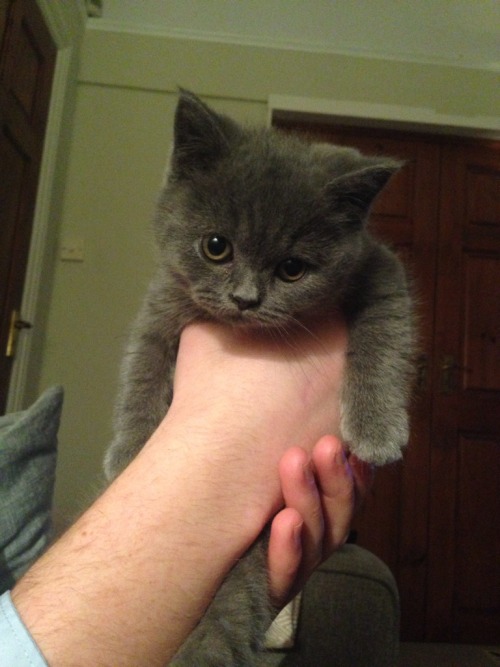 catholicnun:awwww-cute: This is little Diego What kind of cat