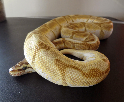 applepythons:Mufasa, Sarabi, and Pluto