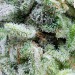 theworldweloveandhate: New close ups of my latest harvest