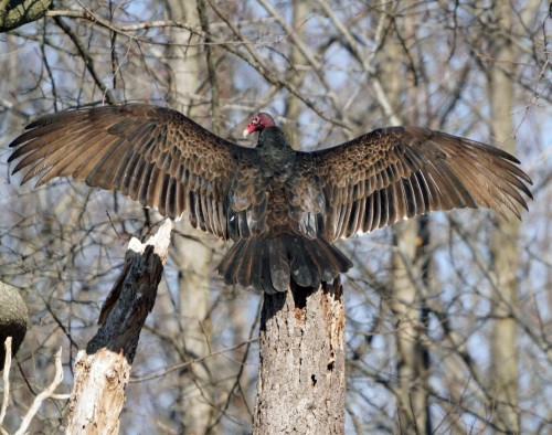 Turkey Vulture (Cathartes aura)© Mei Hsiao