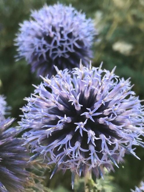 jillraggett:Plant of the DayTuesday 7 August 2018The distinctive round flower heads of Echinops ritr