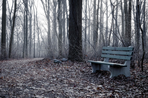 Bench in the Woods by kecotting on Flickr.