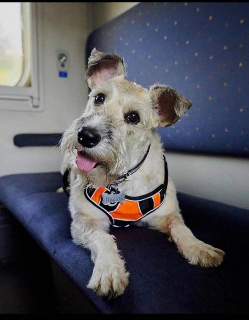 Nicole the conductor dog works on evacuation trains to help refugees feel less stressed