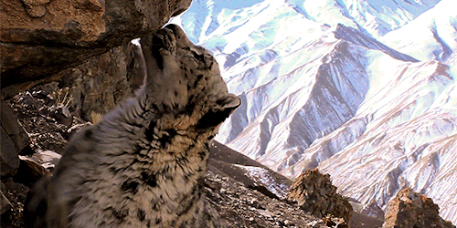 acetheticallynice: Snow leopards. Like all creatures of the high mountains, they have had to adapt b