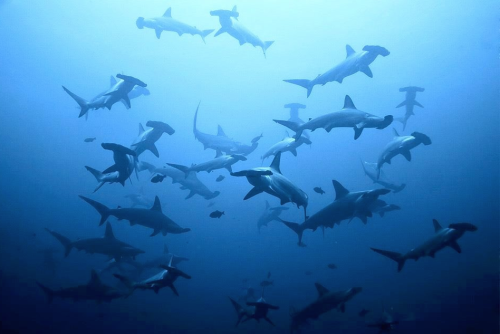 beyondtheseablog: nubbsgalore: hammer time. schools of scalloped hammerhead sharks photographed in t