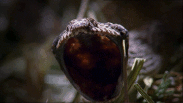    chalkandwater: X-ray video of an Egg-eating Snake swallowing, crushing and then regurgitating