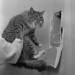 catsofyore:ALT&ldquo;The hole made by firefighters to rescue Sox the cat.&rdquo;